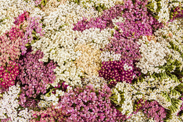 Abstract background of flowers yarrow, close-up
