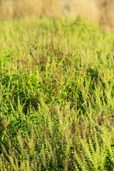 Close up Sweet basil, Basil, Thai Basil from Thailand (Ocimum basilicum Lin.)