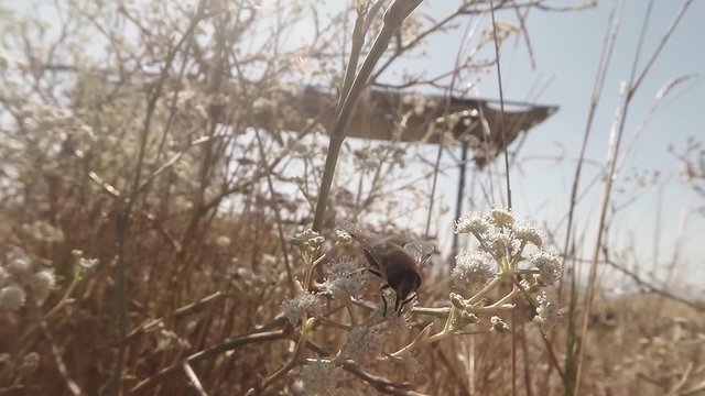 Bee Moves on a Flower Collecting Pollen From it