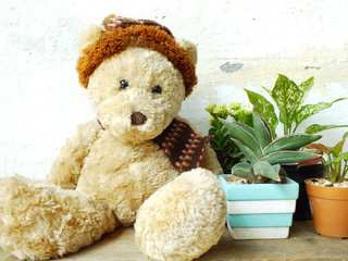 teddy bear sitting on wooden table with green plant