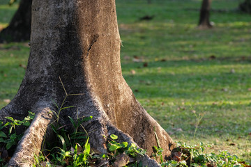 Trunk of tree in morning light