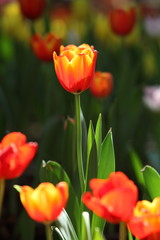 Fototapeta premium Tulip. Beautiful bouquet of tulips. colorful tulips. tulips in spring,colourful tulip