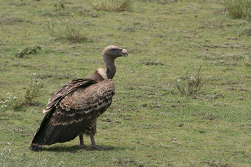Vultures in Serengeti - Great Migrations