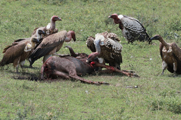 Fototapeta premium Vultures in Serengeti - Great Migrations