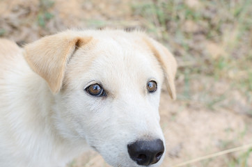 Head shot of a young mixed breed dog.