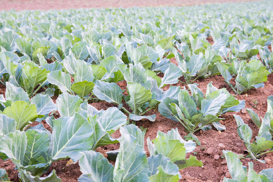 vegetations and farms on top of Mount Pulag