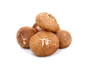 Shiitake mushroom on white background