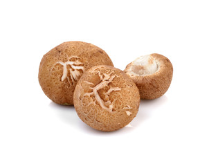 shiitake mushroom isolated on white background