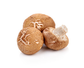 Shiitake mushroom on white background