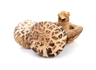 Dry Shiitake Mushroom isolated on white