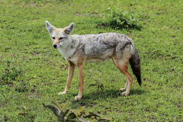 Bat-eared Fox