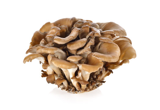 bunch of Maitake mushroom on white background