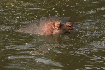 Fototapeta premium Hippo's Pool