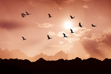 Obraz premium Bright sky on sunset or sunrise with flying birds natural backgr