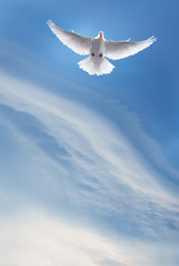 White dove in a blue sky, symbol of faith