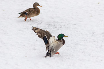 duck lands on snow