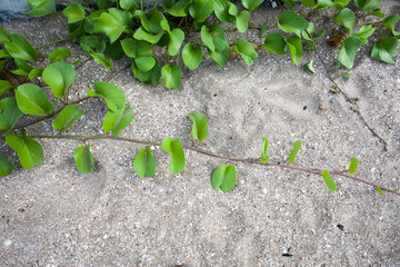 Ipomoea pes-caprae on the beach