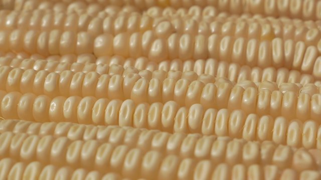 White dent corn organic food  slow tilting focus 4K 2160p UHD footage - Field corns organic grown food in the row slow tilting 4K 3840X2160 UHD video