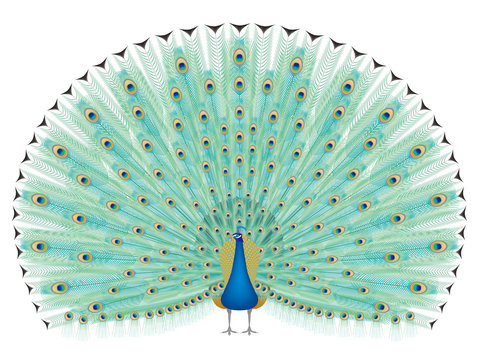 1 663 Best クジャク Images Stock Photos Vectors Adobe Stock 1 663 Best クジャク Images Stock Photos Vectors Adobe Stock
