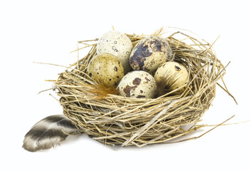 Naklejka na ściany i meble Quail eggs and feathers in a nest.