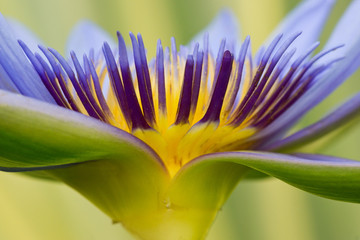 Close up of purple and yellow waterlily
