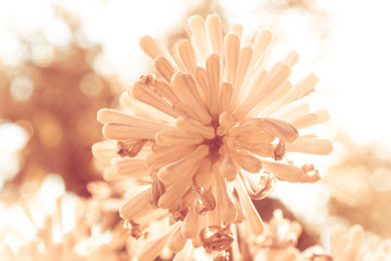 Beautiful Dracaena flower in the garden