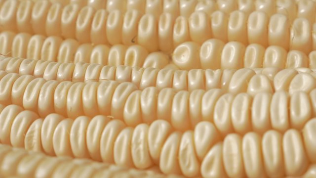 White dent corn slow tilting focus 4K 2160p UHD footage - Field corns in the row slow tilting 4K 3840X2160 UHD video