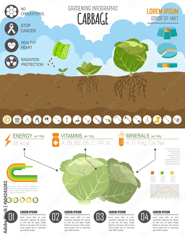 Wall mural Gardening work, farming infographic. Cabbage. Graphic template.