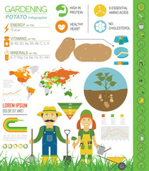 Gardening work, farming infographic. Potato. Graphic template. F