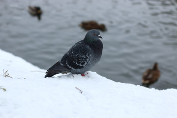 Winter Park duck pond