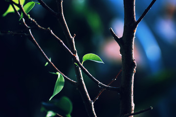 new leaf on a branch