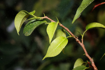 small leaf on a branch