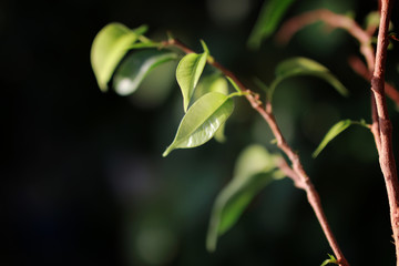 small leaf on a branch