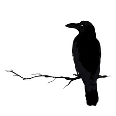 vector silhouette of a crows in different positions. vector outline.