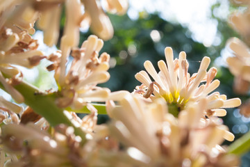 Fototapeta premium Beautiful Dracaena flower in the garden