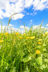 Obraz premium flowers