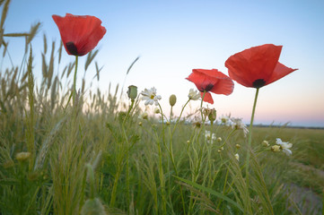 flowers