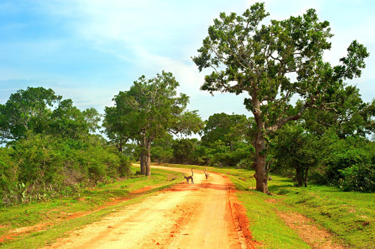 Sri Lanka  country road