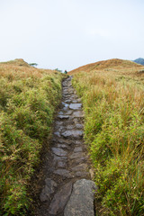 Fototapeta na wymiar pathway along Mount Pulag