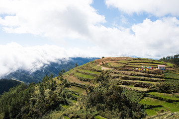 Fototapeta na wymiar terraces of farms around Mount Pulag, Philippines