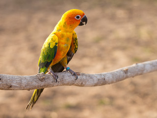Sun Conure Parrot 