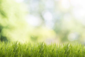 Fototapeta na wymiar Bright spring grass field with sunlight bokeh background 