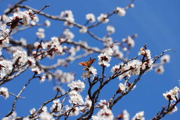 Flowering tree with butterfly