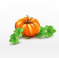 vector pumpkin isolated on white background