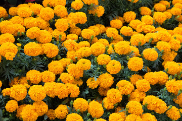 Marigold meaning prosperity bright lightening.