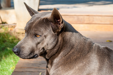 Thai Ridgeback dog