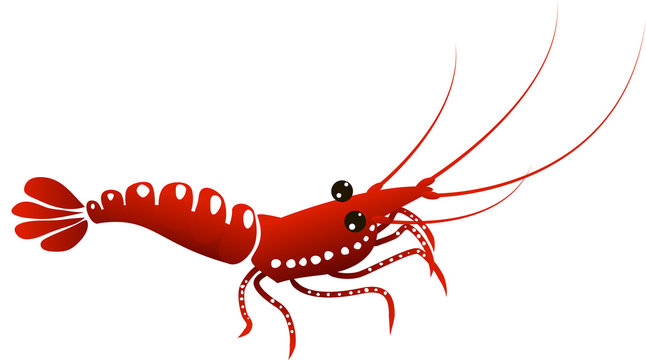 Red ornamental shrimp, vector