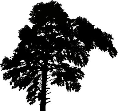 large black pine single silhouette isolated on white