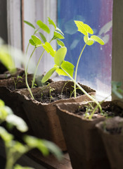 Young seedlings of cucumbers