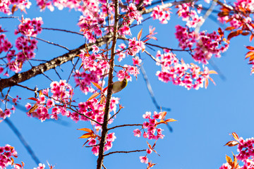 White-eye bird standing on the Wild Himalayan cherry blossom